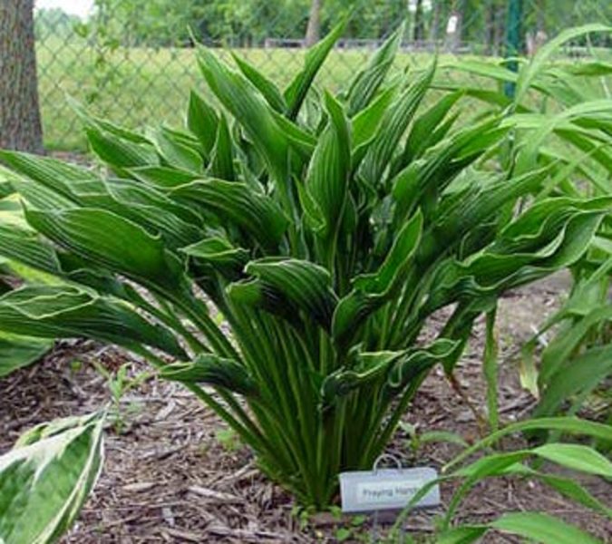 Guidouneries pour le jardin (2018) - Page 23 Hosta_Praying_Hands_clump_8002378D35C37