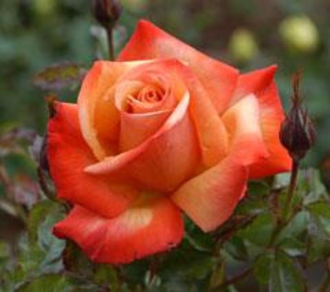Remember me Hybrid Tea rose | Hybrid tea roses, Growing roses, Tea roses