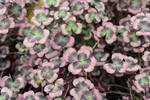 Trifolium 4 Luck Coco Mint