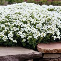 Arabis Catwalk White - Goode Greenhouses