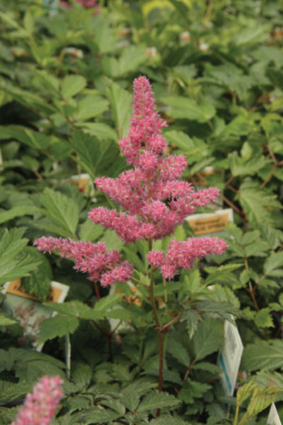 Astilbe Pink Rhineland - Goode Greenhouses