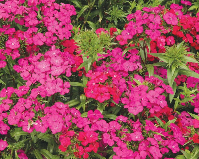 Dianthus Barbatus Amazon Neon Duo - Goode Greenhouses