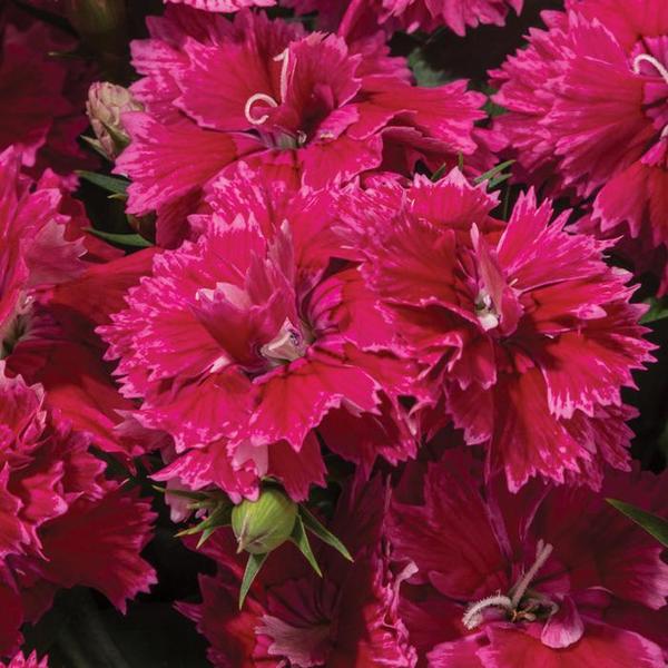 Dianthus Constant Promise Strawberry - Goode Greenhouses