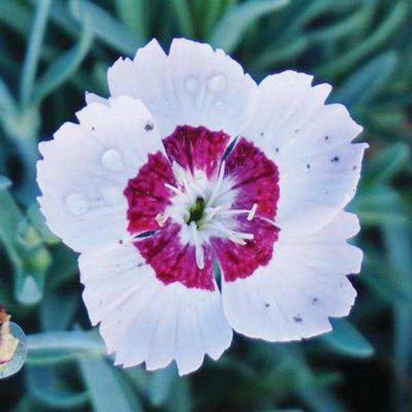 Dianthus Mountain Frost Ruby Snow Goode Greenhouses