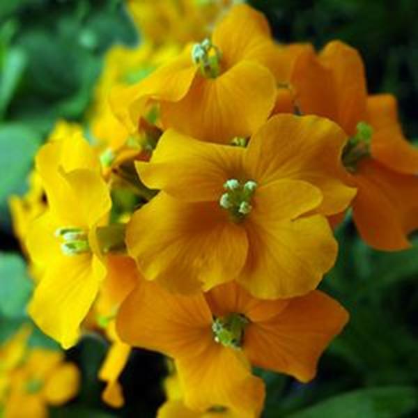 Erysimum Alliomi Orange Bedder - Goode Greenhouses