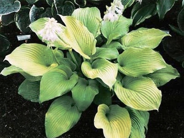 Hosta Blaze of Glory - Goode Greenhouses