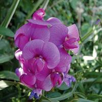 Lathyrus Pearl Mix Latifolius - Goode Greenhouses