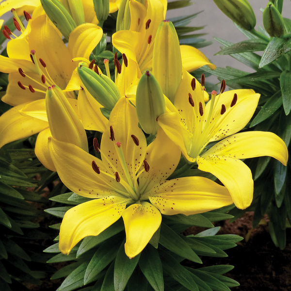 Lily Dwarf Matrix Gold - Goode Greenhouses