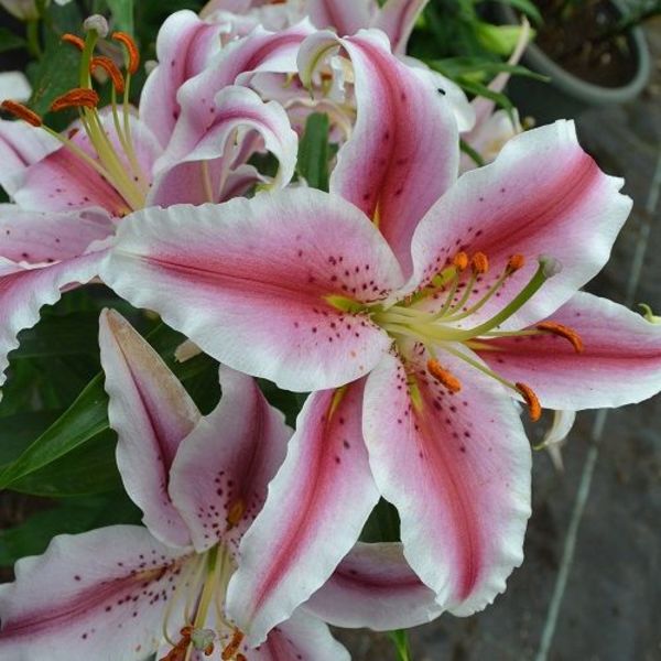 Lily Oriental Romance Rapid - Goode Greenhouses