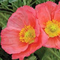 Papaver Iceland Champagne Bubble Pink - Goode Greenhouses