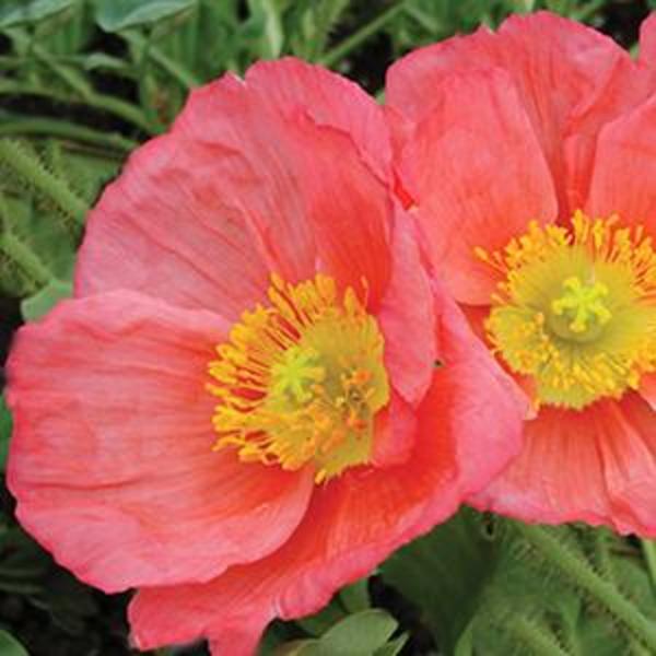 Papaver Iceland Champagne Bubble Pink - Goode Greenhouses