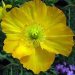 Papaver Iceland Champagne Bubble Yellow