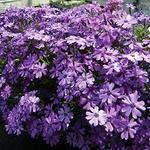 Phlox Purple Beauty