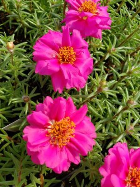 Portulaca Sundial Fuchsia - Goode Greenhouses