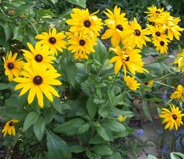 Rudbeckia Hirta Native Goode Greenhouses   Rudbeckia Hirta 740DA7EE4BD80 