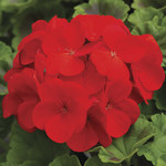 Seed Geraniums Pinto Red
