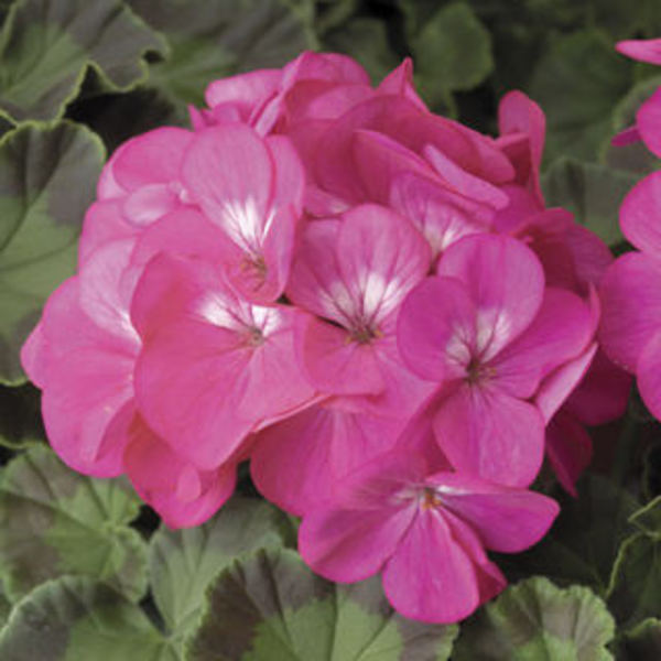 Seed Geraniums Pinto Rose Goode Greenhouses 