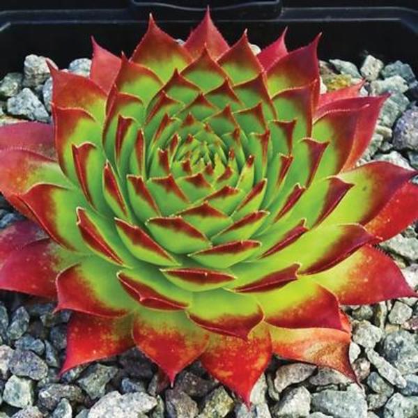 Sempervivum Sunset - Goode Greenhouses