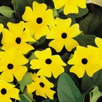 Thunbergia Sunny Yellow
