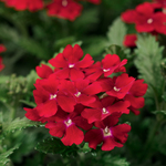 Verbena Obsession Red