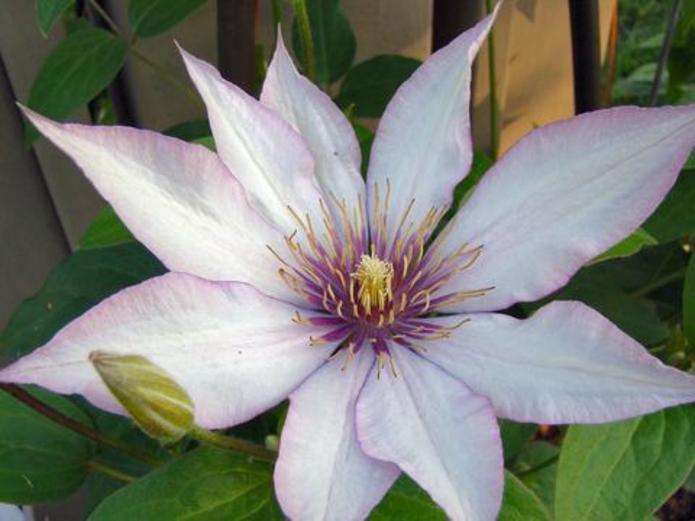 Clematis Samaritan Jo - Goode Greenhouses