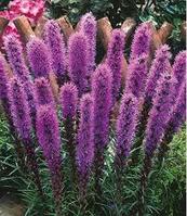 Liatris Spicata Blue - Goode Greenhouses