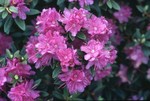 Rhododendron Purple Gem