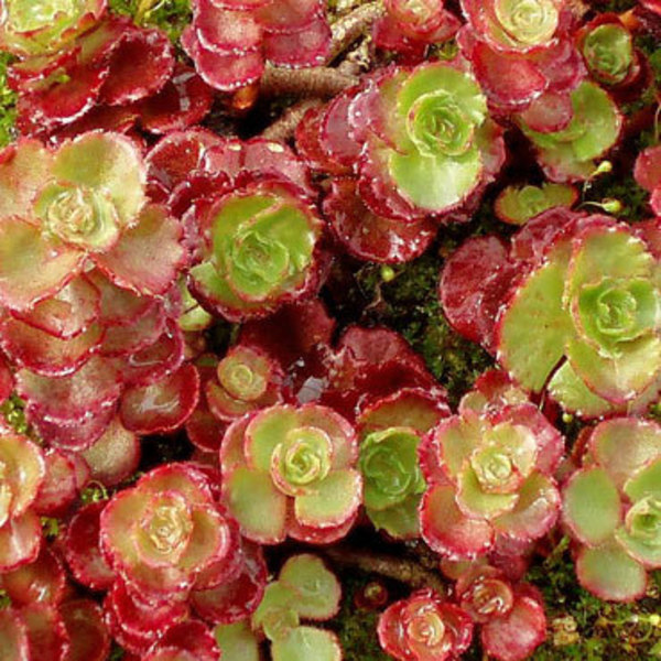 Sedum Elizabeth-Red Carpet - Goode Greenhouses