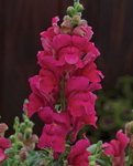 Snapdragon Candy Tops Rose