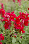Snapdragon Candy Tops Red