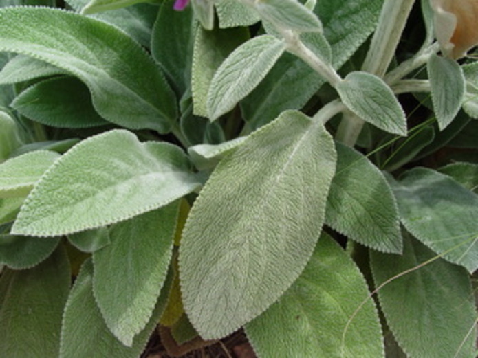 Stachys Lanata Helen Von Stein - Goode Greenhouses