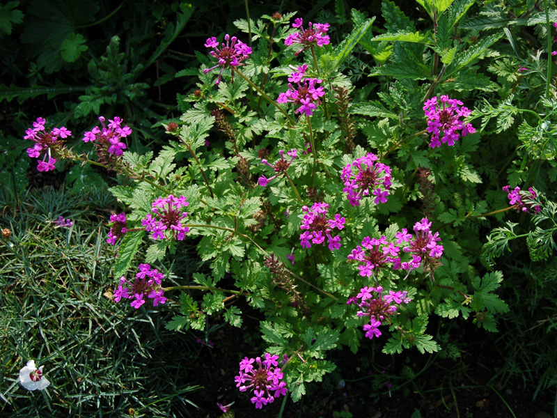 Verbena Canadensis Perfecta - Goode Greenhouses